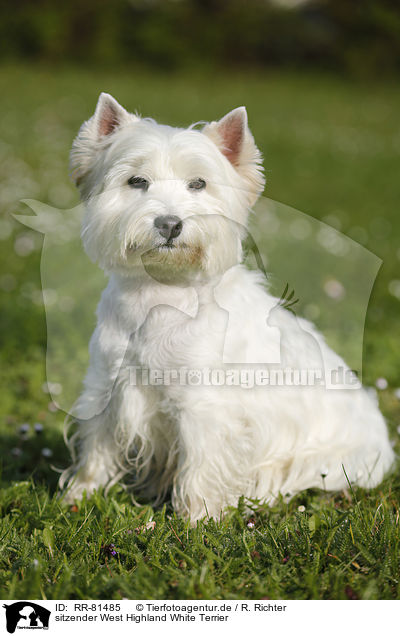 sitzender West Highland White Terrier / RR-81485