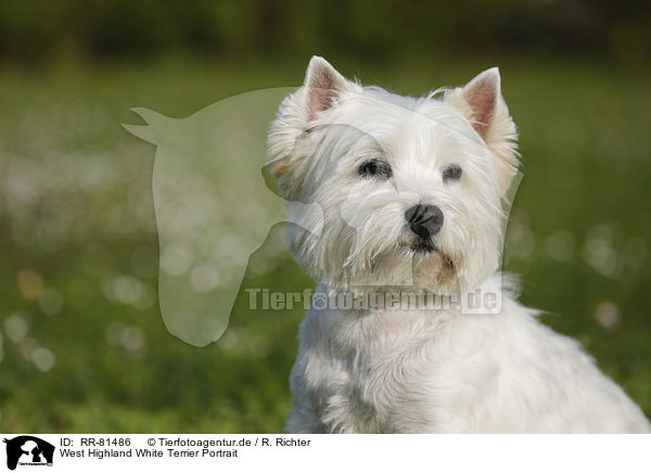 West Highland White Terrier Portrait / RR-81486