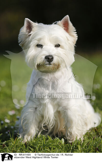 sitzender West Highland White Terrier / RR-81490