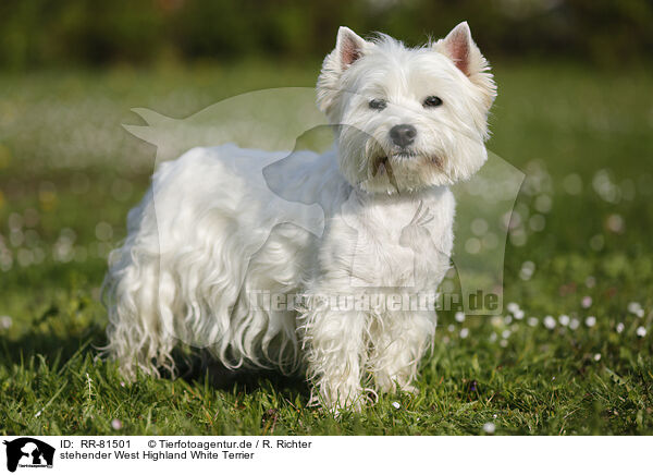 stehender West Highland White Terrier / RR-81501