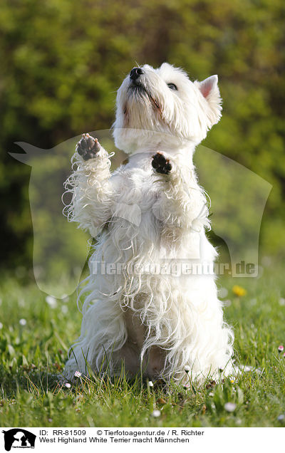 West Highland White Terrier macht Mnnchen / RR-81509