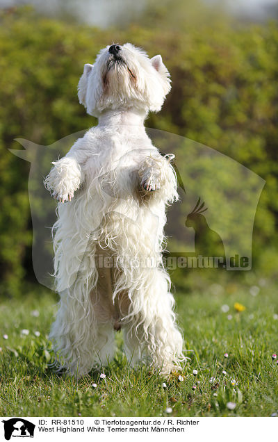 West Highland White Terrier macht Mnnchen / RR-81510