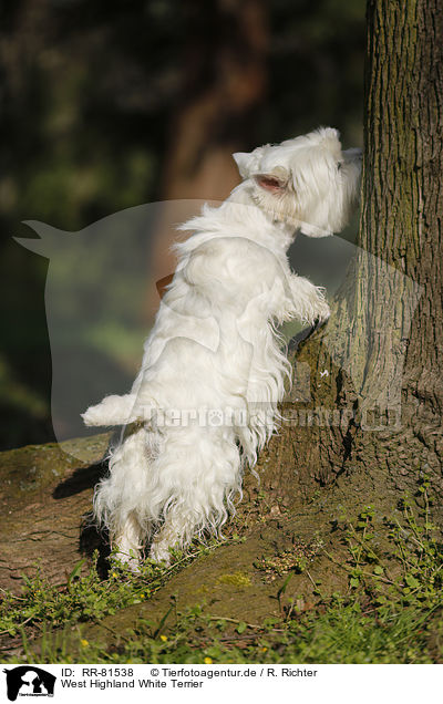 West Highland White Terrier / RR-81538