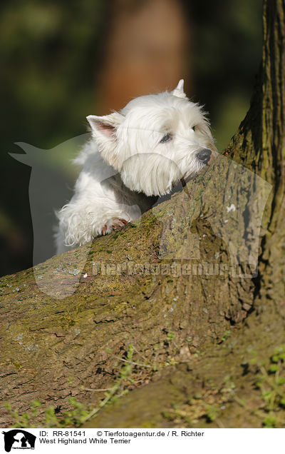 West Highland White Terrier / RR-81541