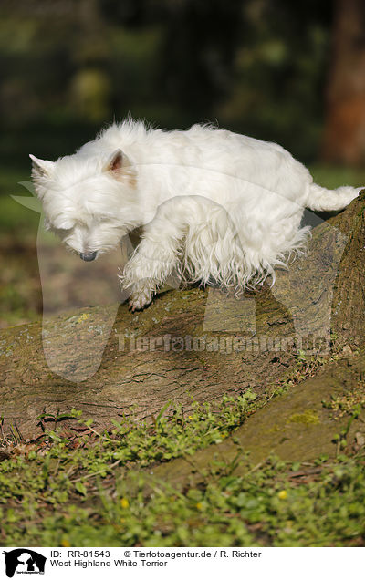 West Highland White Terrier / RR-81543