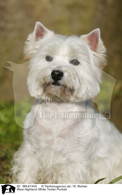 West Highland White Terrier Portrait / RR-81545