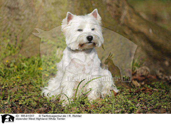 sitzender West Highland White Terrier / RR-81547