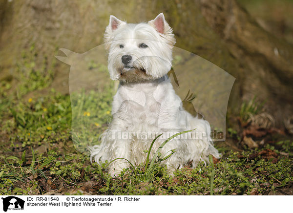 sitzender West Highland White Terrier / RR-81548