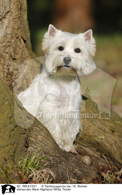 stehender West Highland White Terrier / RR-81551