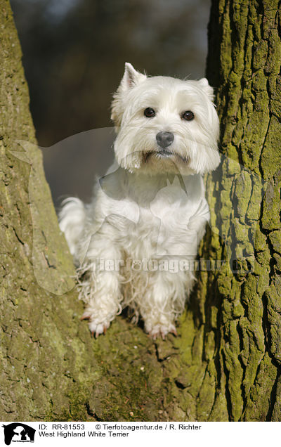 West Highland White Terrier / West Highland White Terrier / RR-81553