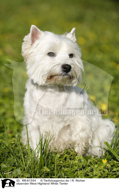 sitzender West Highland White Terrier / sitting West Highland White Terrier / RR-81554