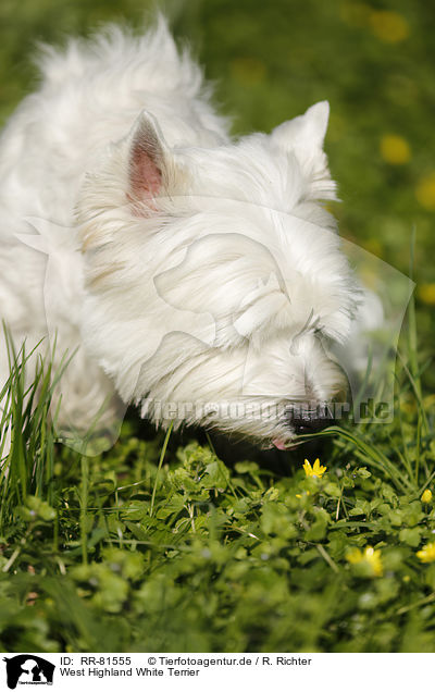West Highland White Terrier / West Highland White Terrier / RR-81555