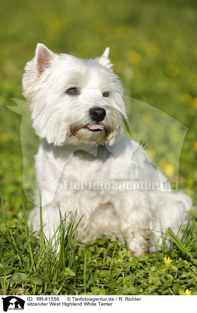 sitzender West Highland White Terrier / sitting West Highland White Terrier / RR-81556
