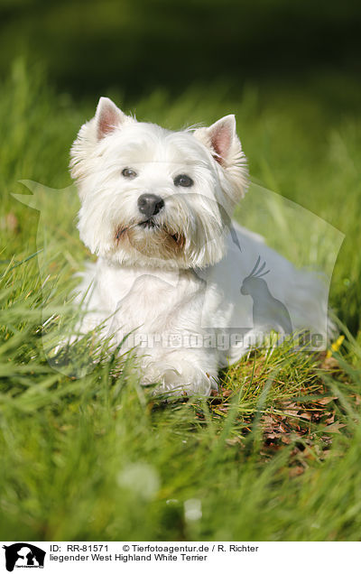liegender West Highland White Terrier / lying West Highland White Terrier / RR-81571