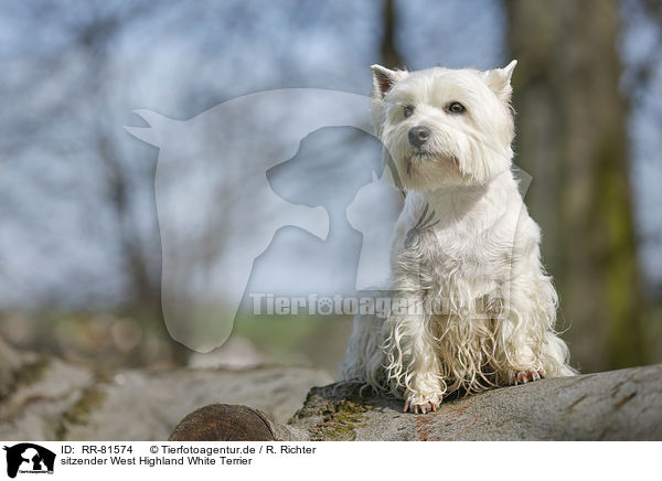 sitzender West Highland White Terrier / sitting West Highland White Terrier / RR-81574