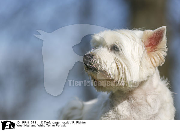 West Highland White Terrier Portrait / RR-81578