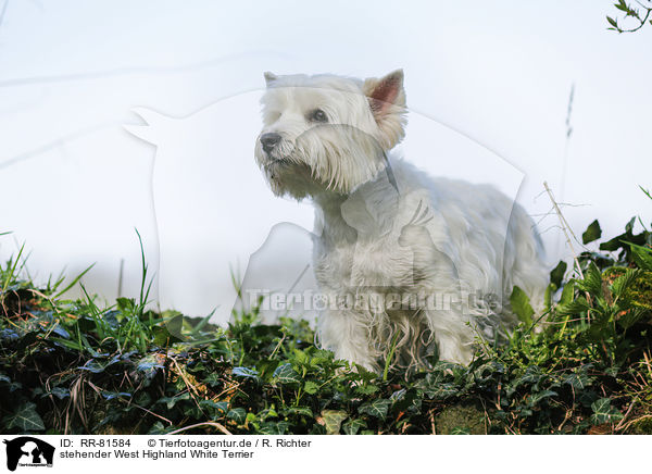 stehender West Highland White Terrier / RR-81584
