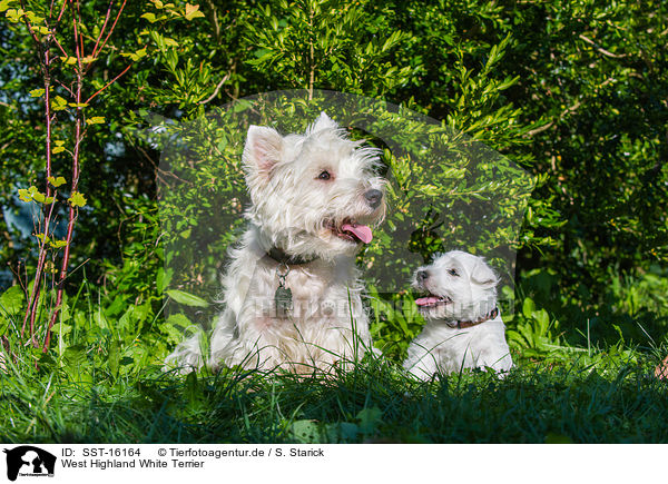 West Highland White Terrier / West Highland White Terrier / SST-16164