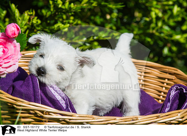 West Highland White Terrier Welpe / West Highland White Terrier Puppy / SST-16172