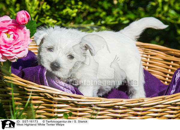 West Highland White Terrier Welpe / West Highland White Terrier Puppy / SST-16173
