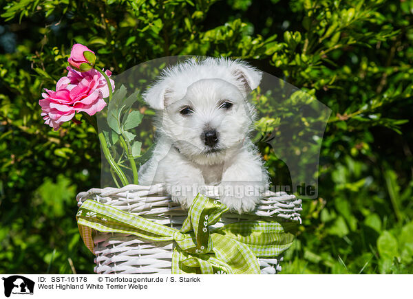 West Highland White Terrier Welpe / SST-16178