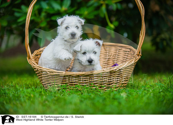 West Highland White Terrier Welpen / West Highland White Terrier Puppies / SST-16184
