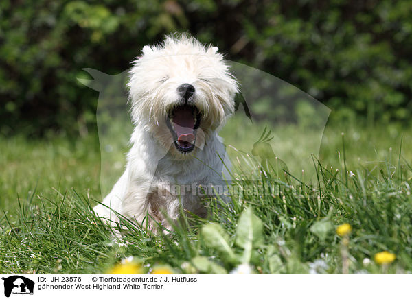 ghnender West Highland White Terrier / yawning West Highland White Terrier / JH-23576