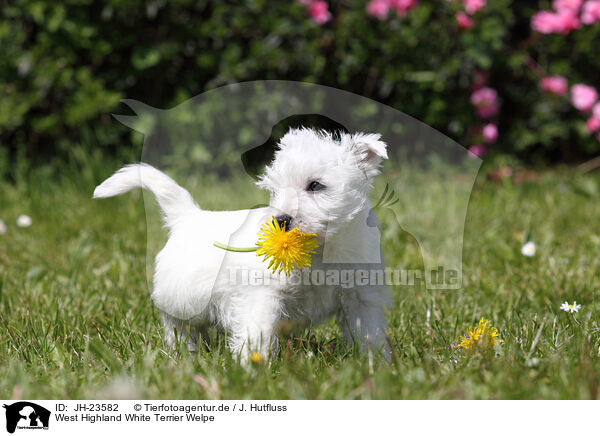 West Highland White Terrier Welpe / West Highland White Terrier Puppy / JH-23582