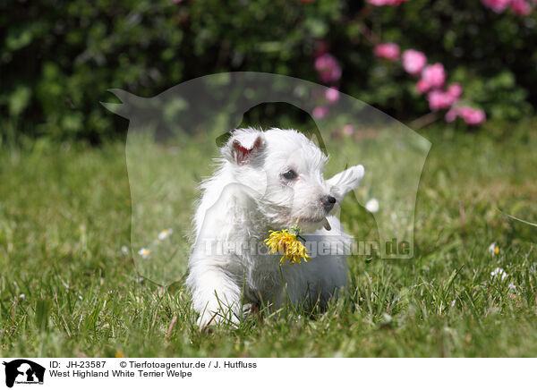 West Highland White Terrier Welpe / West Highland White Terrier Puppy / JH-23587