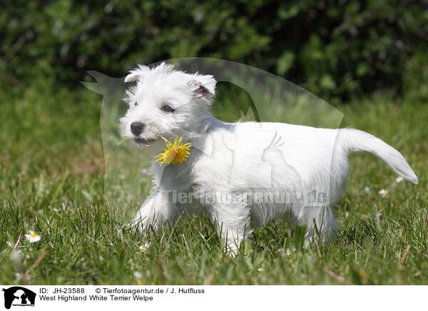 West Highland White Terrier Welpe / West Highland White Terrier Puppy / JH-23588