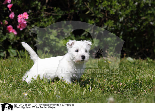 West Highland White Terrier Welpe / JH-23589