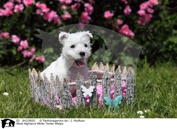 West Highland White Terrier Welpe / West Highland White Terrier Puppy / JH-23600