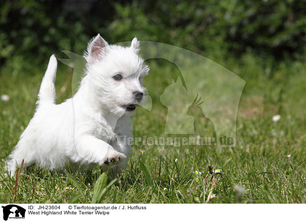 West Highland White Terrier Welpe / JH-23604