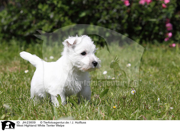 West Highland White Terrier Welpe / West Highland White Terrier Puppy / JH-23609