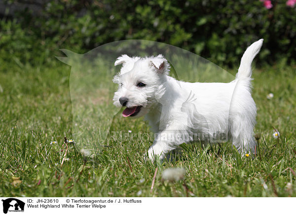 West Highland White Terrier Welpe / West Highland White Terrier Puppy / JH-23610