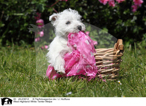 West Highland White Terrier Welpe / West Highland White Terrier Puppy / JH-23612