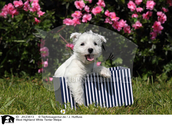 West Highland White Terrier Welpe / West Highland White Terrier Puppy / JH-23613