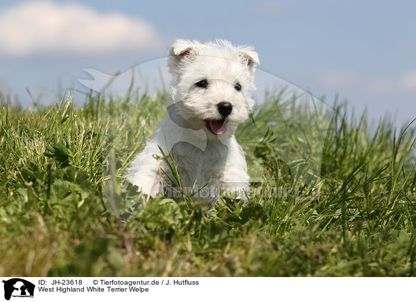 West Highland White Terrier Welpe / JH-23618