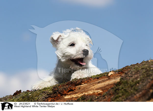 West Highland White Terrier Welpe / JH-23621
