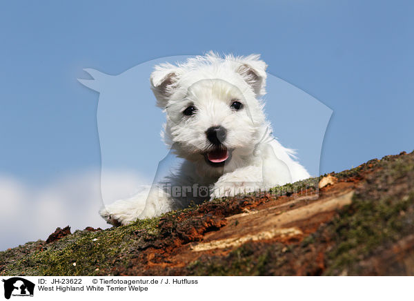 West Highland White Terrier Welpe / JH-23622
