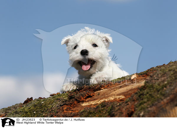 West Highland White Terrier Welpe / West Highland White Terrier Puppy / JH-23623