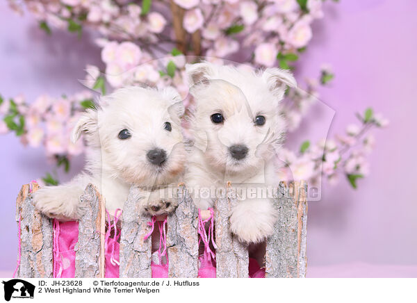 2 West Highland White Terrier Welpen / JH-23628