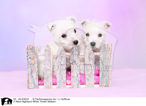 2 West Highland White Terrier Welpen / 2 West Highland White Terrier Puppies / JH-23633