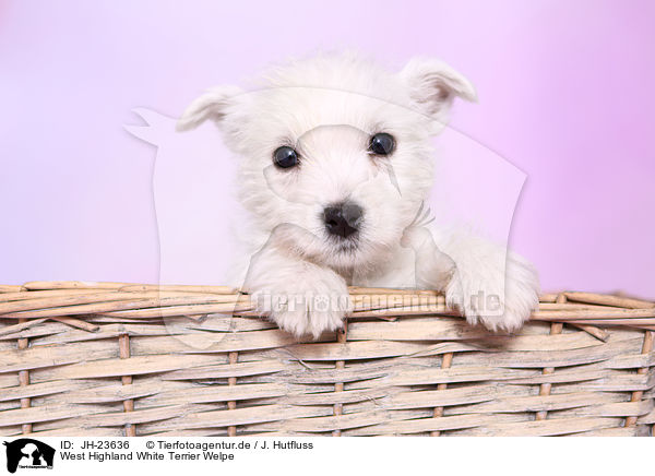 West Highland White Terrier Welpe / JH-23636