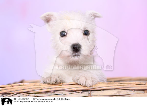 West Highland White Terrier Welpe / JH-23638