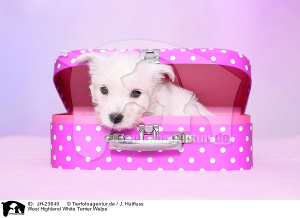 West Highland White Terrier Welpe / JH-23640