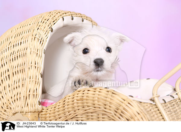 West Highland White Terrier Welpe / JH-23643