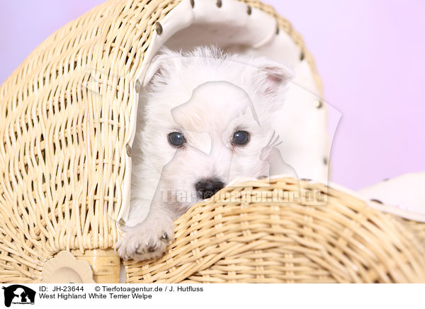 West Highland White Terrier Welpe / JH-23644