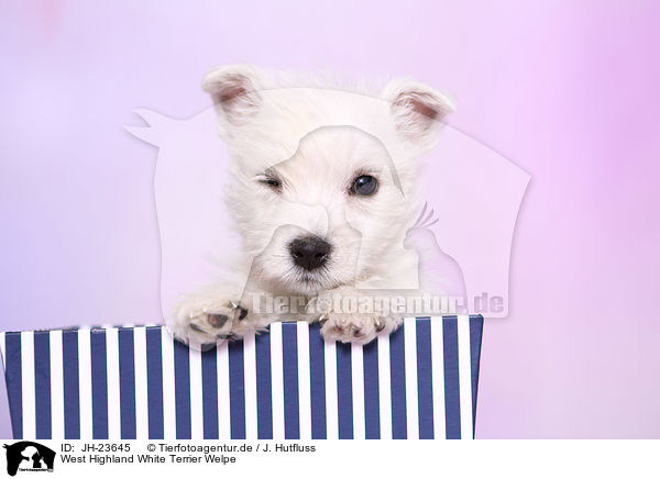 West Highland White Terrier Welpe / JH-23645