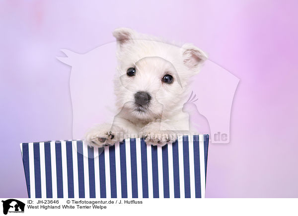West Highland White Terrier Welpe / West Highland White Terrier Puppy / JH-23646